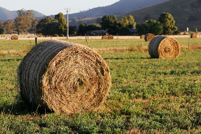 Hay and Pasture